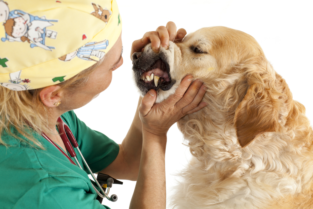 Hundekrankenversicherung Hund beim Tierarzt